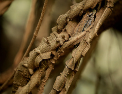 Secamone parvifolia