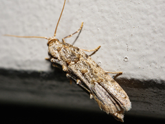 Heterocrossa