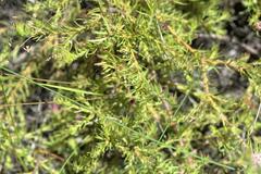 Diastella proteoides