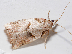 Harmologa amplexana