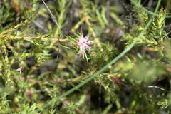 Diastella proteoides