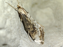 Evergestis isatidalis