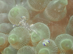 Ancylomenes holthuisi