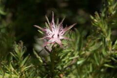 Diastella proteoides