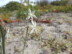Chlorophytum triflorum