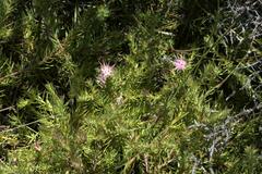 Diastella proteoides