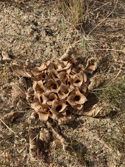 Arctopus monacanthus