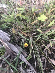 Bossiaea prostrata