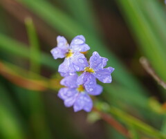 Dampiera stricta