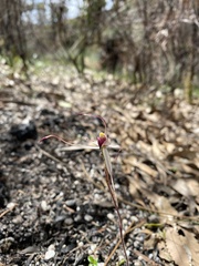 Caladenia australis