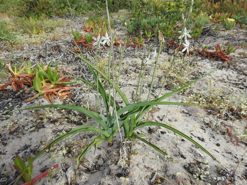 Image of Chlorophytum triflorum by (c) Paul Emms, some rights reserved (CC BY-SA)
