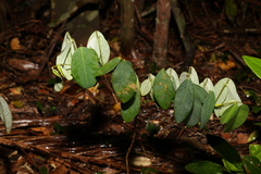 Grona nemorosa