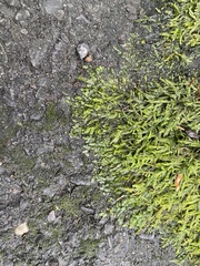 Entodon cladorrhizans