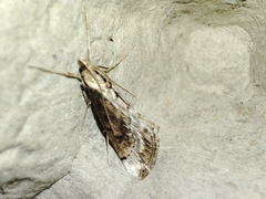 Evergestis isatidalis