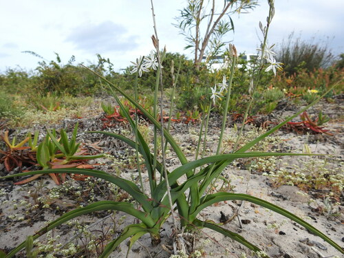 West Coast Green Lily (Chlorophytum triflorum)
