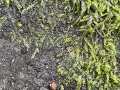 Entodon cladorrhizans