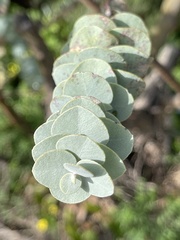 Eucalyptus kruseana