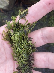 Entodon cladorrhizans
