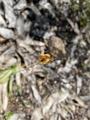 Caladenia tessellata