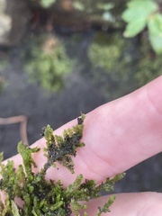 Entodon cladorrhizans