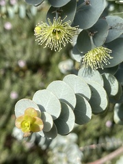 Eucalyptus kruseana
