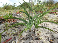 Chlorophytum triflorum