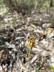 Caladenia tessellata