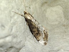 Evergestis isatidalis