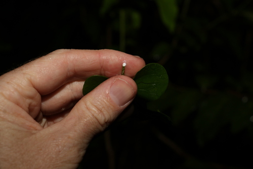 Image of Parsonsia longipetiolata by (c) Greg Tasney, some rights reserved (CC BY-SA)