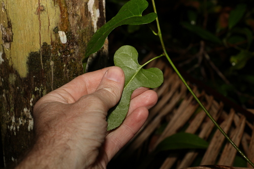 Image of Parsonsia longipetiolata by (c) Greg Tasney, some rights reserved (CC BY-SA)