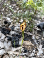 Caladenia tessellata