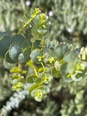 Eucalyptus kruseana