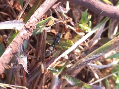 Bothroponera sulcata