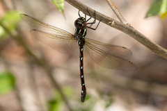 Austroaeschna pulchra