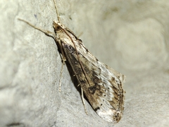 Evergestis isatidalis