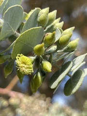 Eucalyptus kruseana