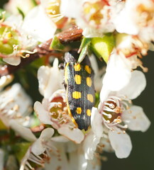 Castiarina xanthopilosa