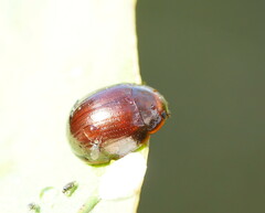 Paropsisterna rufipes