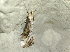 Evergestis isatidalis