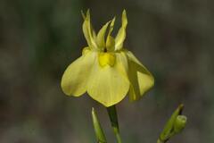 Moraea ramosissima
