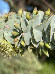 Eucalyptus kruseana