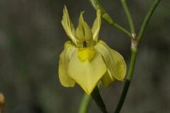 Moraea ramosissima