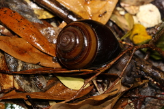 Sphaerospira fraseri