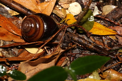 Sphaerospira fraseri