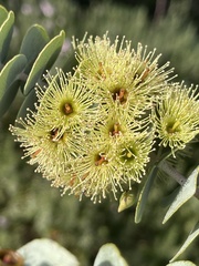 Eucalyptus kruseana