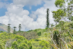 Araucaria