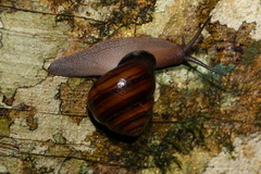 Sphaerospira fraseri