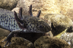 Ambystoma mexicanum