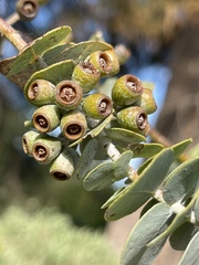 Eucalyptus kruseana