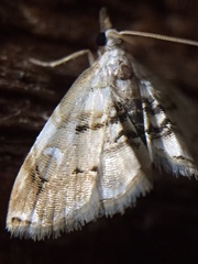 Trichophysetis cretacea